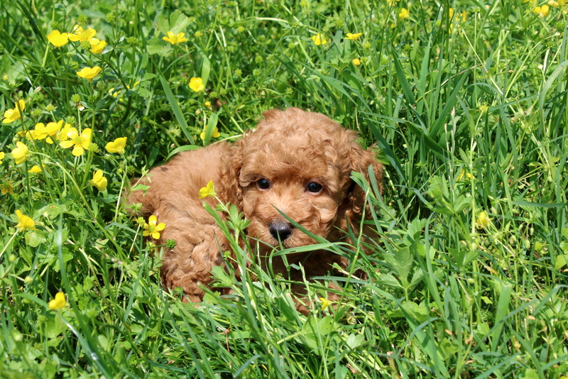 puppy, for, sale, Mini Poodle, Matthew B. Stoltzfus, dog, breeder, Gap, PA, dog-breeder, puppy-for-sale, forsale, nearby, find, puppyfind, locator, puppylocator, aca